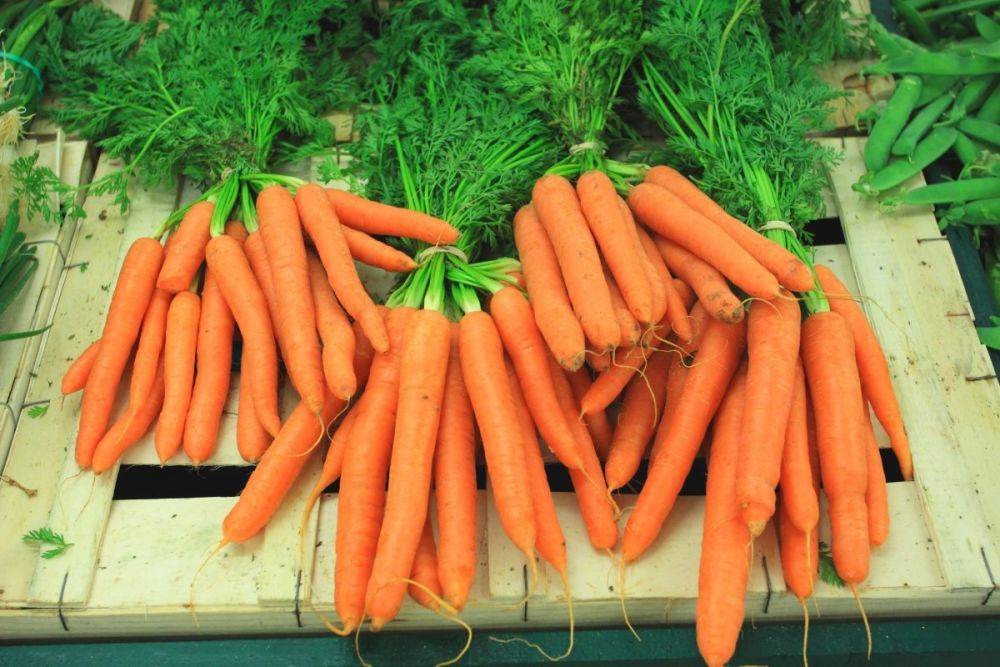 Морковь королева осени — один из лучших позднеспелых сортов