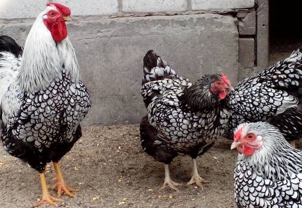 Барневельдер: все о разведении голландской породы кур в домашних условиях