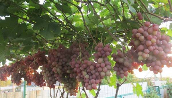Гурман ранний — сладкий виноград с цветочным ароматом