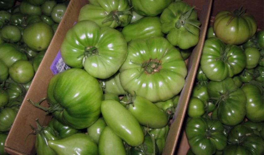 Чтобы покраснели зеленые помидоры нужно немного…