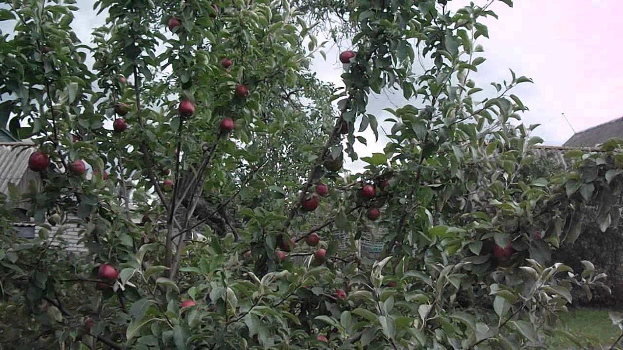 Характеристика коваленковского позднелетнего сорта яблони
