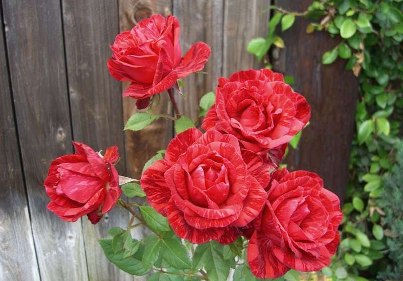 Чайно-гибридная роза red intuition (ред интуишн): фото, посадка и уход