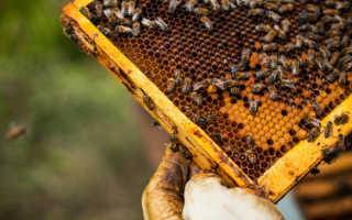 Пчелиный подмор для суставов, как изготавливать и как принимать