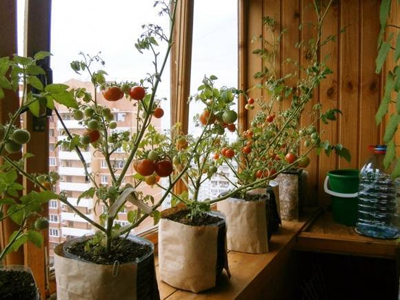 Технология выращивания помидоров на подоконнике. инструкция от а до я
