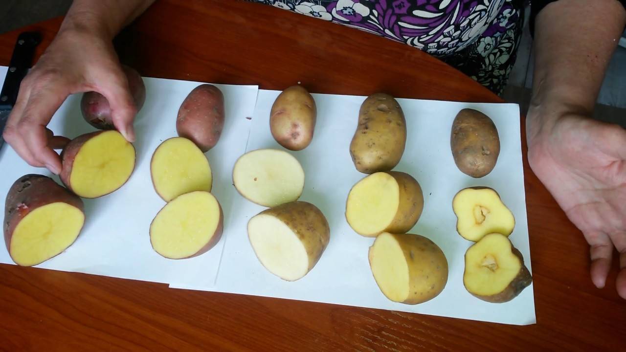 Характеристика сорта картофеля сифра