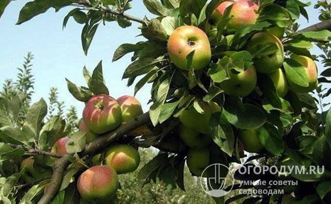 Яблоня «богатырь»: описание сорта, фото и отзывы