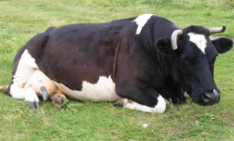 Лечение послеродового пареза у коров