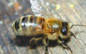 Карпатская пчела: описание породы