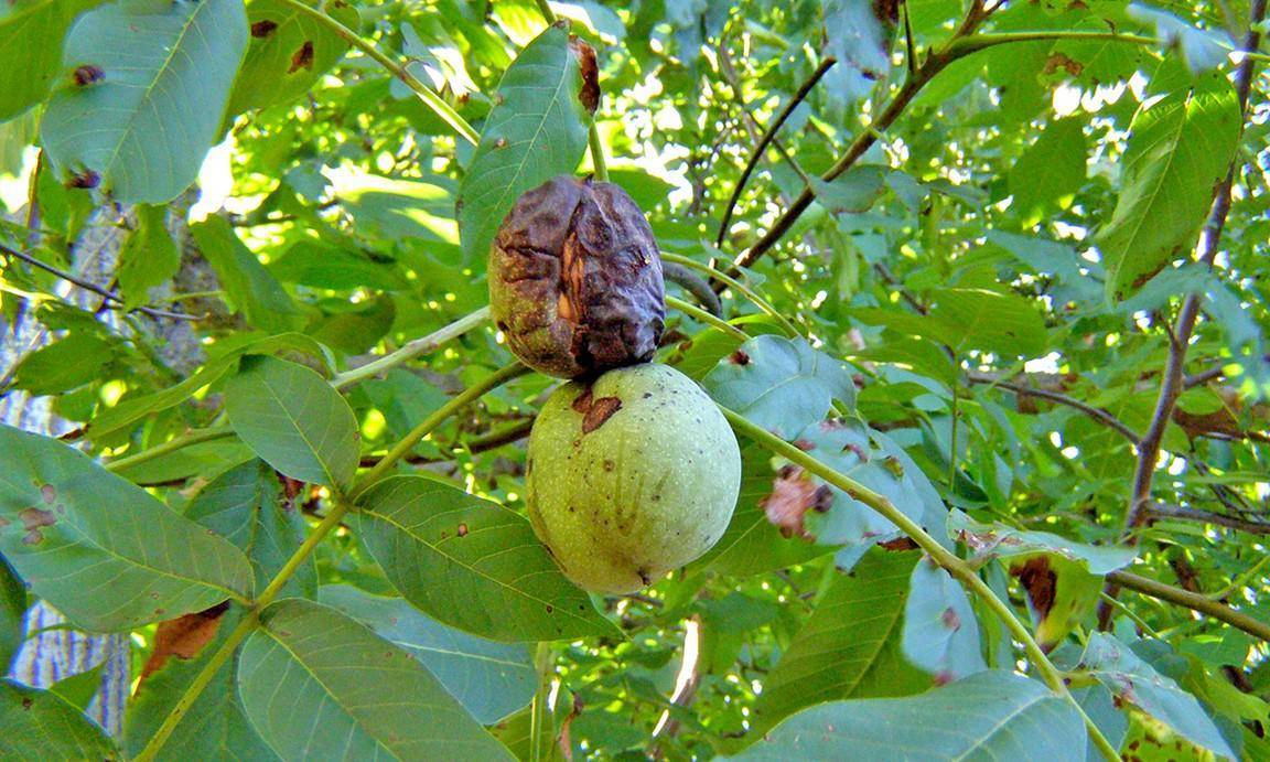 Дерево-долгожитель грецкий орех: как посадить орешек в горшок и грунт, какой сорт выбрать, когда ждать урожай?