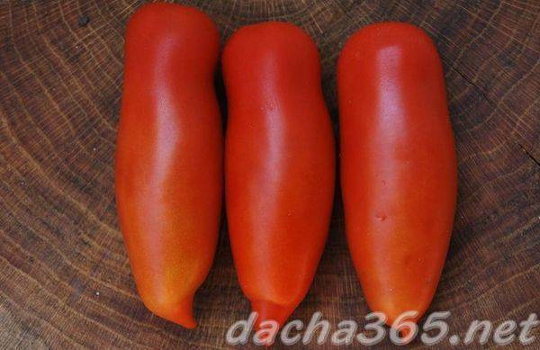 Высокая и продолжительная урожайность при правильном уходе — томат «хохлома» и секреты его выращивания