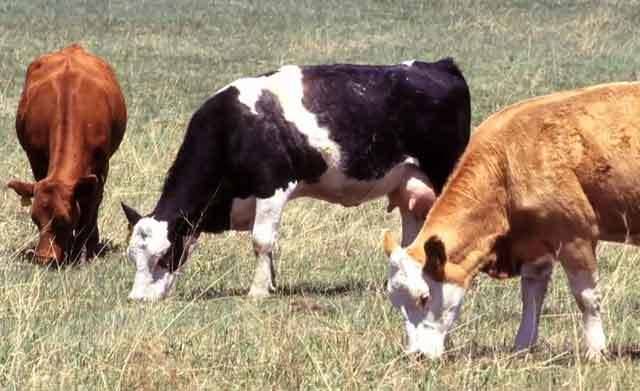Кетоз у коров: симптомы, лечение, профилактика
