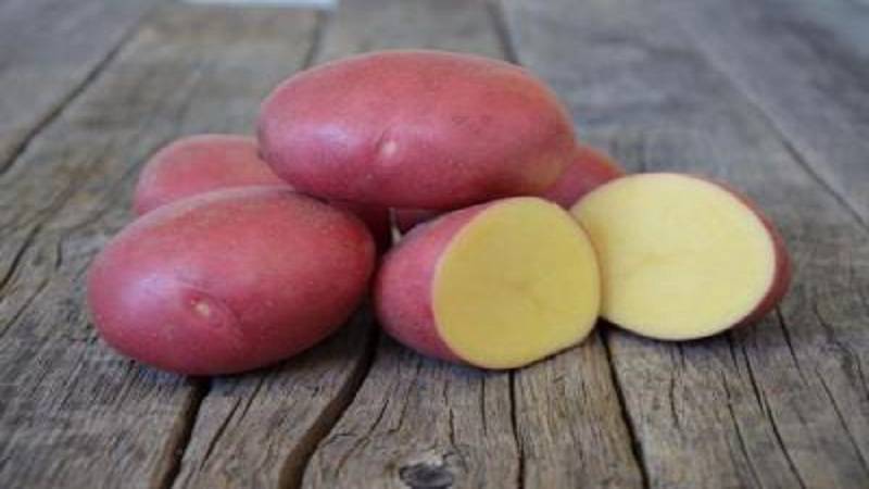 О картофеле лабелла: описание семенного сорта, характеристики, агротехника