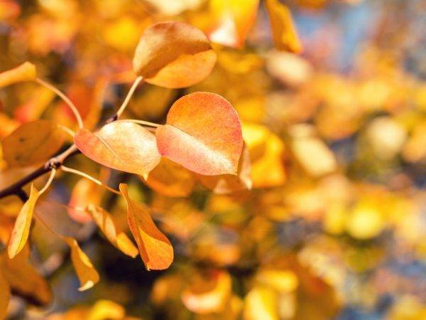 Как правильно посадить саженцы груши осенью