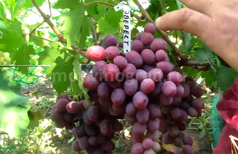 Описание и тонкости выращивания винограда сорта эверест