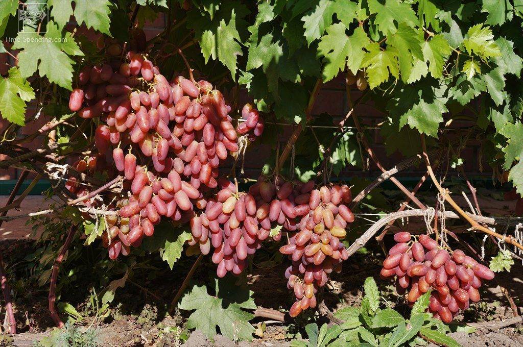 Обзор сорта винограда юбилей новочеркасска