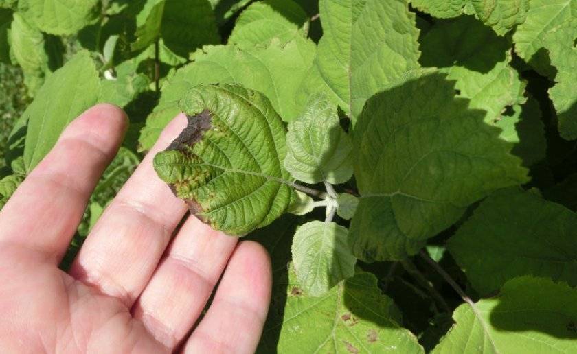 Гортензия крупнолистная: какие болезни могут поразить растение