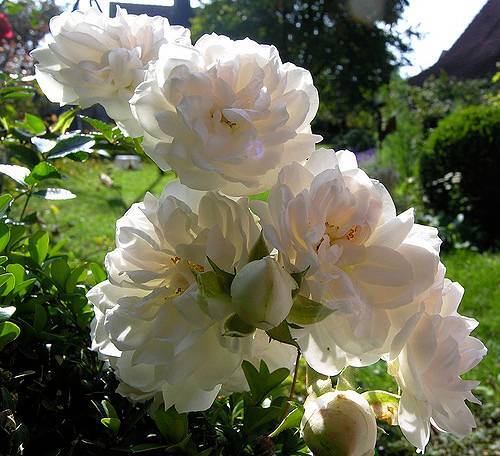 ​роза «свани» почвопокровная – белоснежный ковер на садовом участке