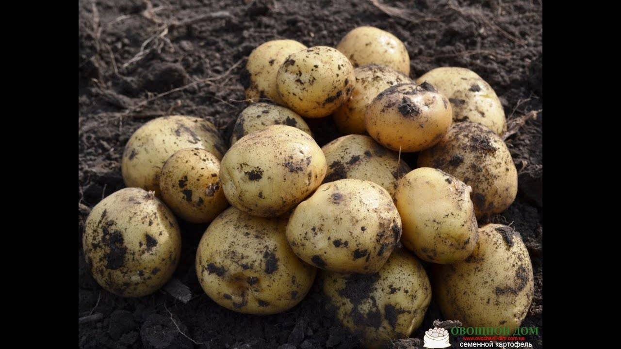 Сорт картофеля «ривьера»: характеристика, описание, урожайность, отзывы и фото