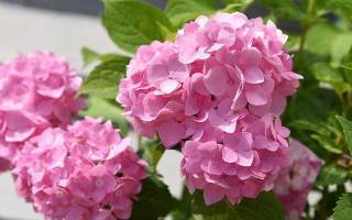 Розовая гортензия: разновидности, посадка и уход
