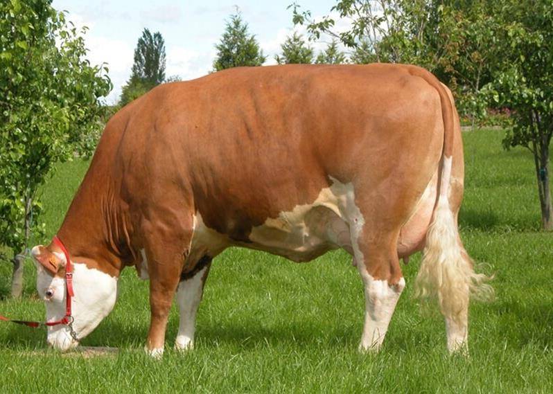 Симментальская порода коров: характеристика, фото
