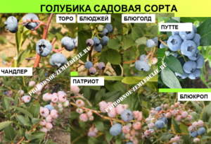 Голубика блюрей: характеристика сорта и тонкости выращивания