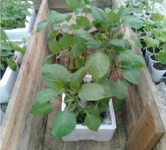 Особенности выращивания ягоды санберри – посадка, размножение, уход и применение