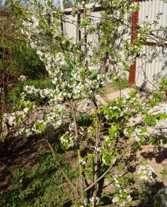 Черешня ленинградская розовая — описание сорта, фото, отзывы садоводов