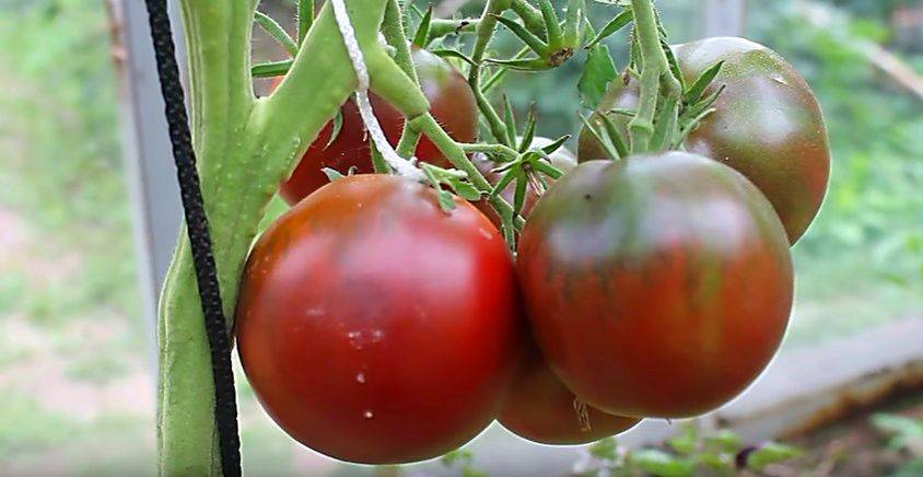 Томат жиголо: описание и характеристика сорта, урожайность и отзывы огородников