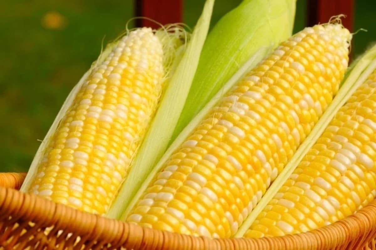 Калорийность вареной кукурузы. калорийность одного початка вареной кукурузы