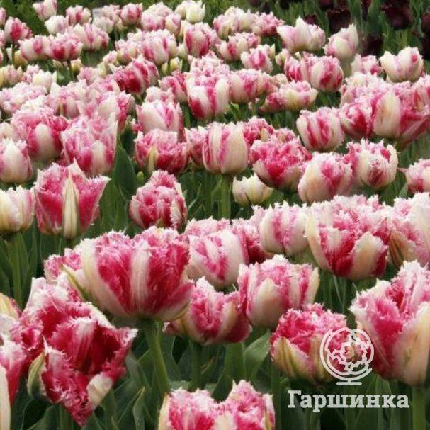 Махровые тюльпаны (46 фото): названия разновидностей тюльпанов красного и белого цвета, ранний сорт belicia и многоцветковый lilac perfection, поздние цветы «миранда»