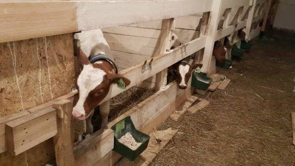 Как построить сарай для быков и коров