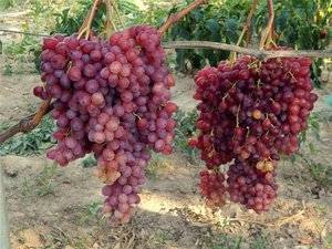 Виноград преображение: описание сорта, фото, отзывы садоводов, видео