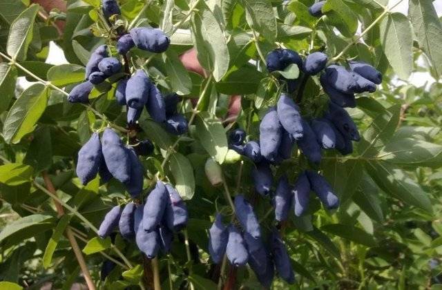 Жимолость голубая – описание, сорта, выращивание и уход — дом сад огород