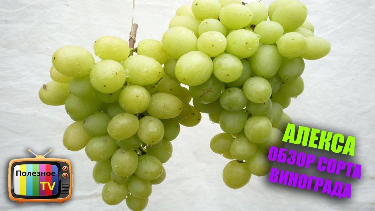 Виноград алекса