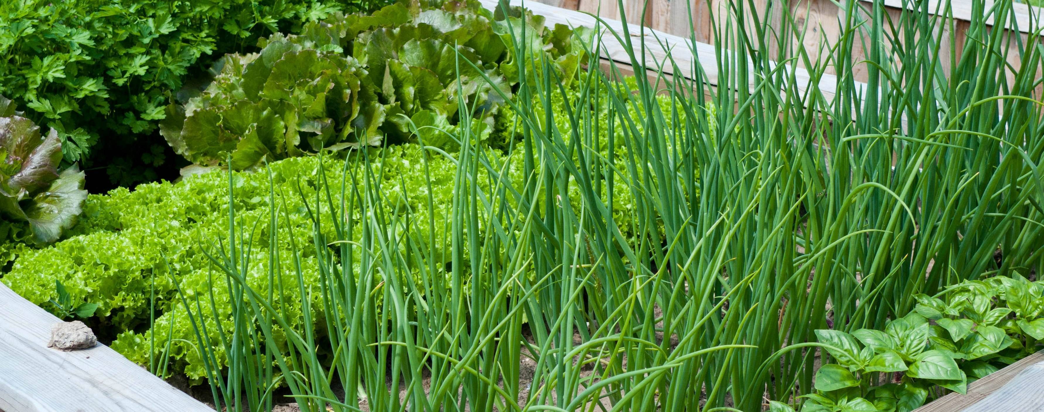 Как вырастить зелень на подоконнике в квартире: правила создания домашнего огорода