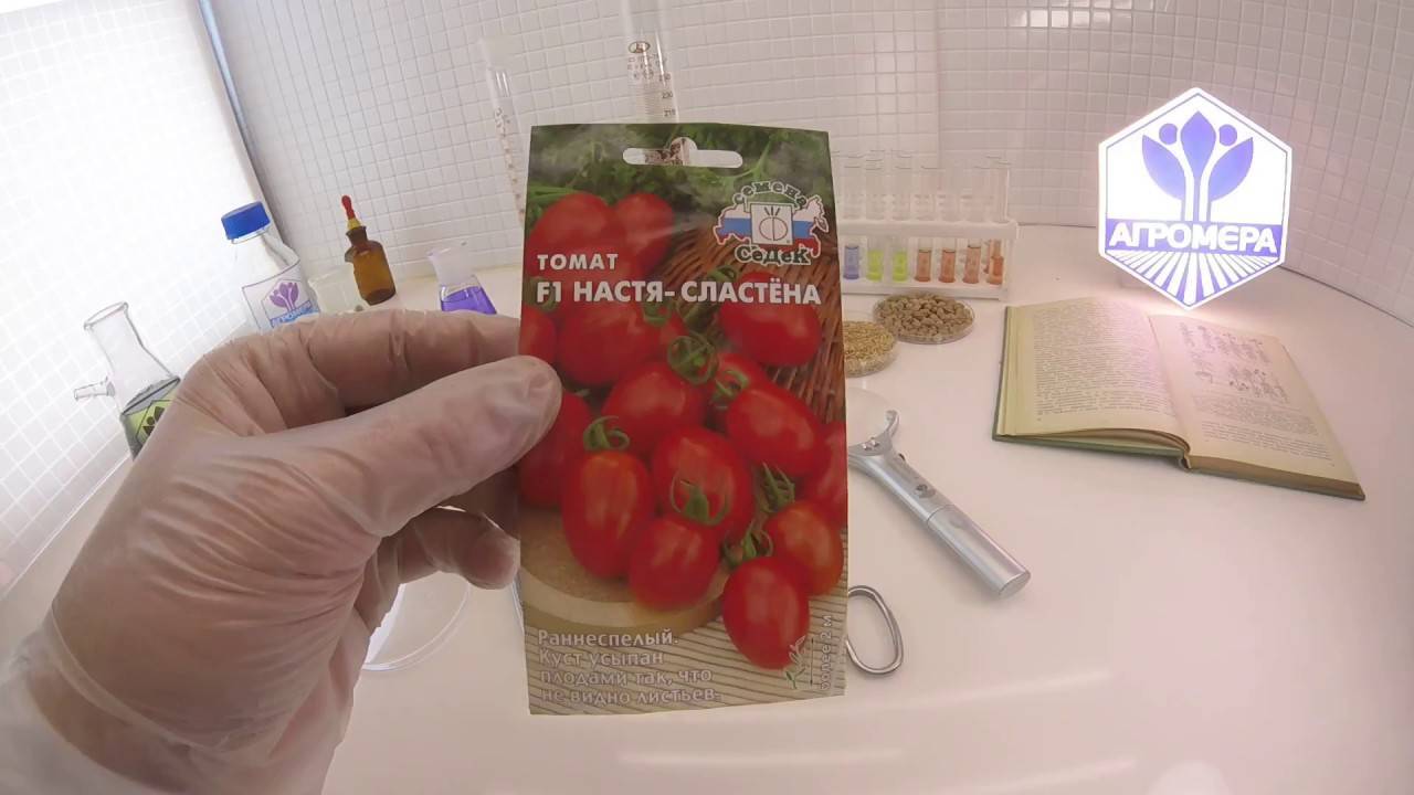 Томат f1 "настя сластена" : подробное описание сорта помидор с неповторимым сахарным вкусом, его характеристики и фото