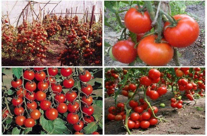 Самые сладкие сорта томатов для выращивания в открытом грунте и теплице