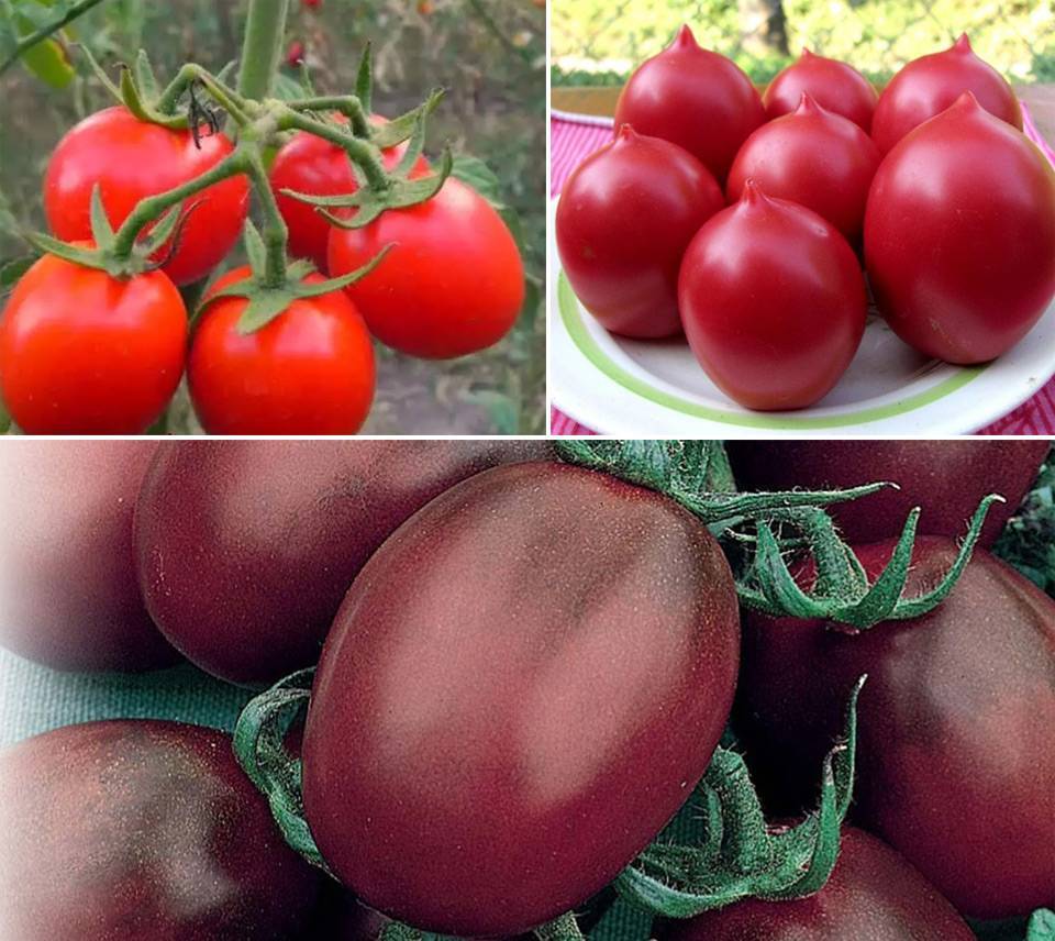 Сорта помидоров для Беларуси: описание, фото, отзывы