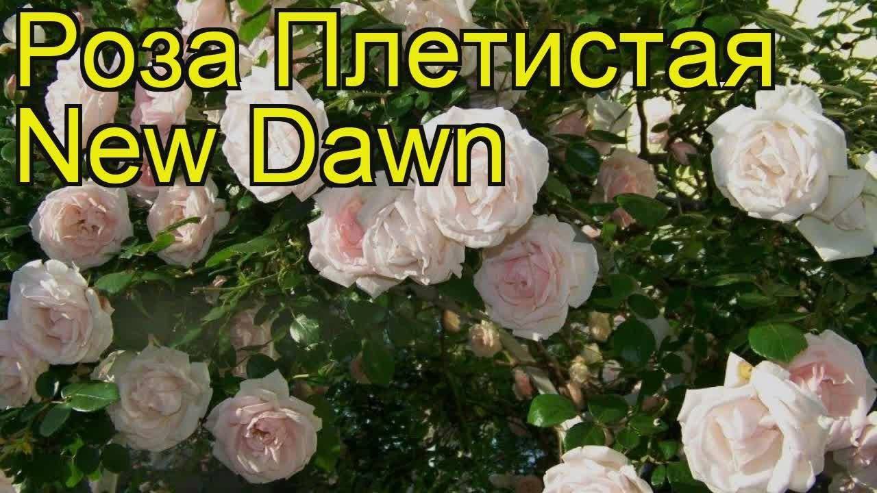 Роза нью даун: фото и описание цветка, уход за плетистым растением, отличие от остальных видов, размножение, борьба с болезнями и вредителями