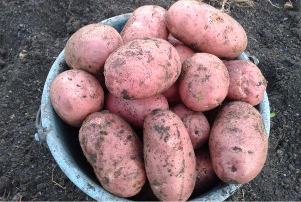 Выращивание картофеля по голландской технологии