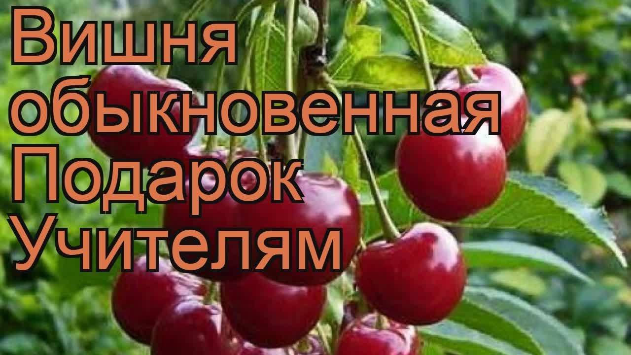 Результаты сортоиспытания вишни и черешни на калужском гсу есичев с. т