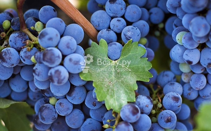 Виноград изабелла: подробная инструкция по посадке и уходу винограда (115 фото)