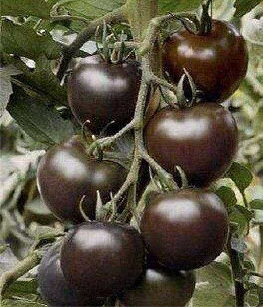 Выращиваем полезный томат «виагра»: описание сорта и фото