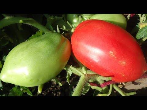 Петруша огородник — томат чревоугодника