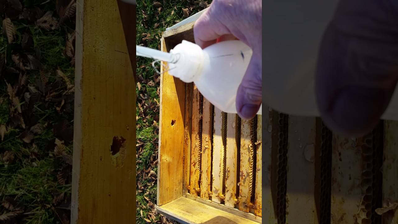 Применение препарата фумисан для лечения и профилактики варроатоза пчел