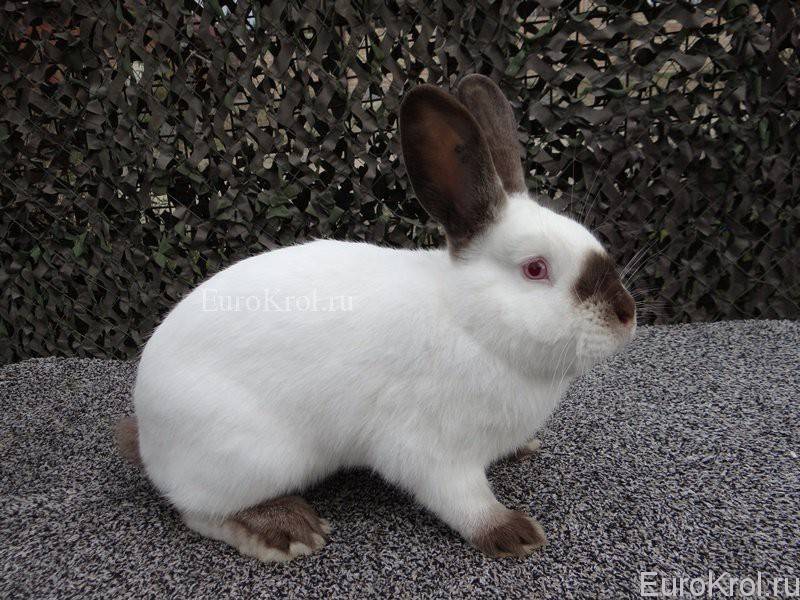 Калифорнийский кролик описание породы