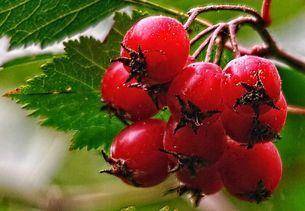 Чем полезны ягоды боярышника для женщин