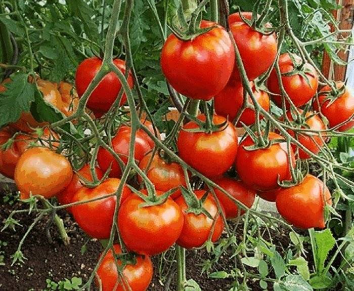 Юбилейный тарасенко: описание сорта томата, характеристики помидоров
