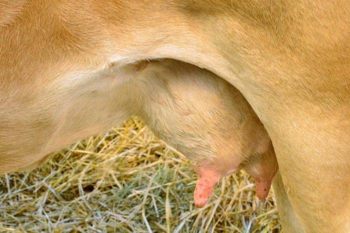 Как лечить мастит у коровы