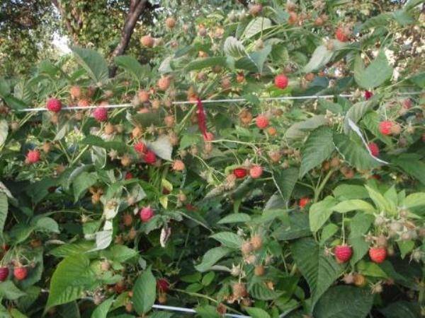 Сорт малины бабье лето, особенности, технология выращивания